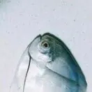 ym